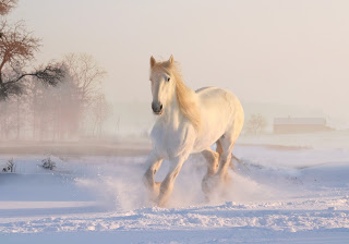 white-horse-3010129_1920